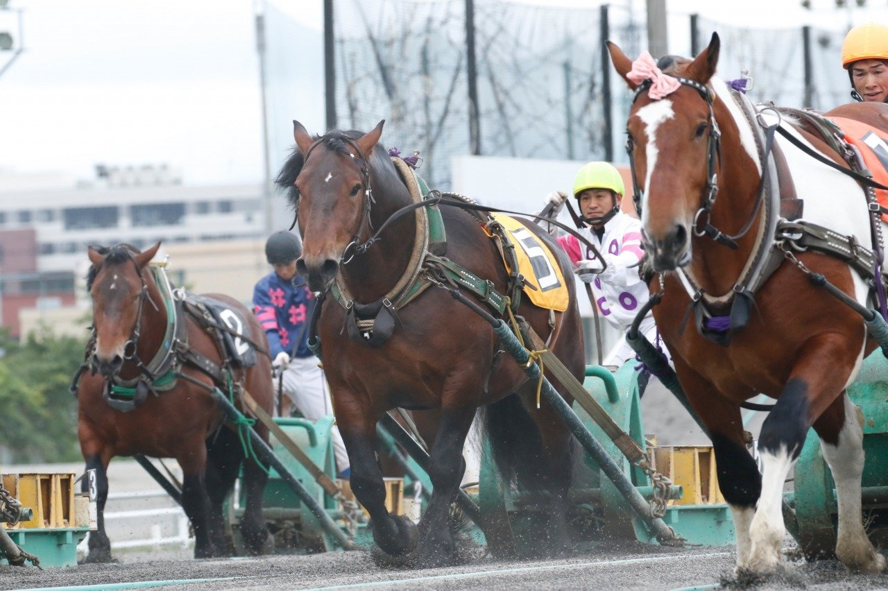 🐎 오비히로 경마장 이미지 3